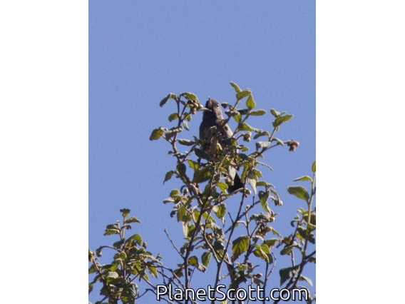 Gray-bellied Flowerpiercer (Diglossa carbonaria)