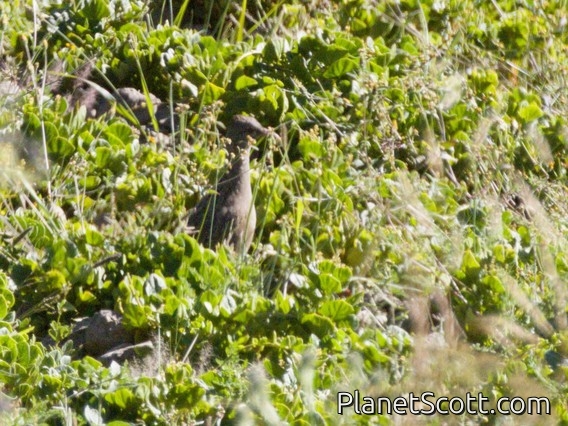 Andean Tinamou (Nothoprocta pentlandii)