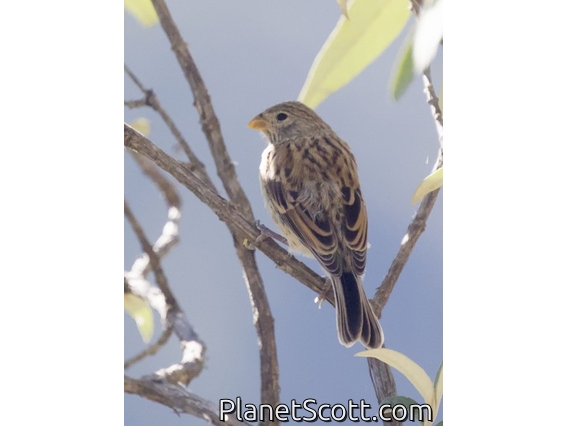 Band-tailed Seedeater (Catamenia analis)