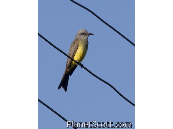 Tropical Kingbird (Tyrannus melancholicus)