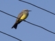 Tropical Kingbird (Tyrannus melancholicus)