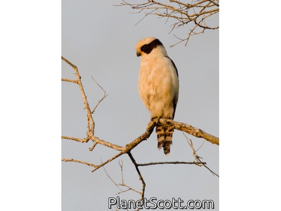 Laughing Falcon (Herpetotheres cachinnans)