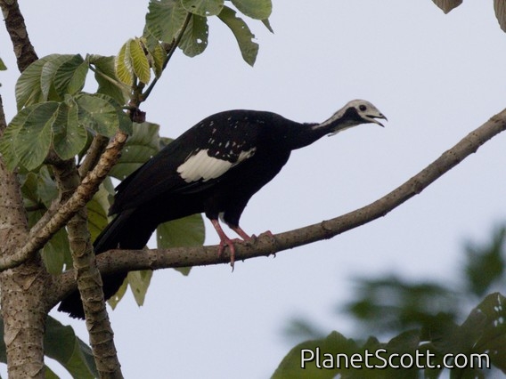 White-throated Piping-Guan (Pipile grayi)
