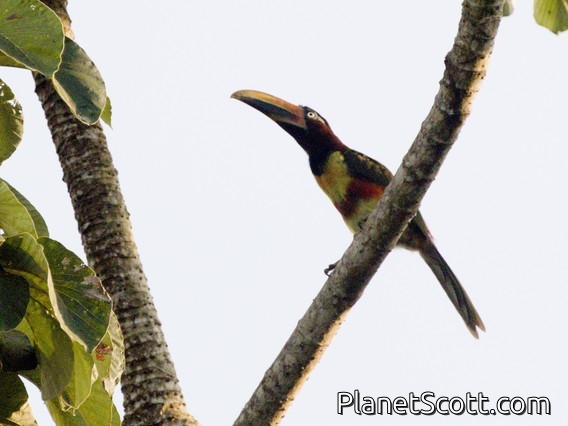 Chestnut-eared Aracari (Pteroglossus castanotis)