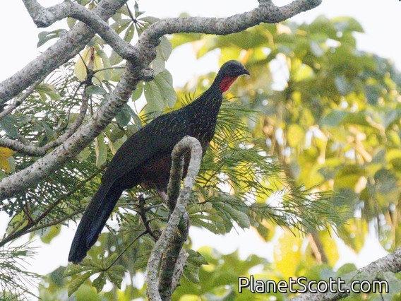 Rusty-margined Guan (Penelope superciliaris)