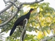 Rusty-margined Guan (Penelope superciliaris)