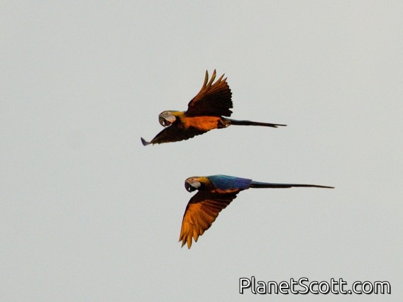 Blue-and-yellow Macaw (Ara ararauna)