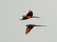 Blue-and-yellow Macaw (Ara ararauna)