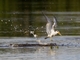 Large-billed Tern (Phaetusa simplex)
