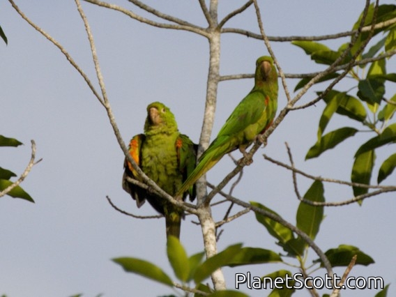 White-eyed Parakeet (Psittacara leucophthalmus)
