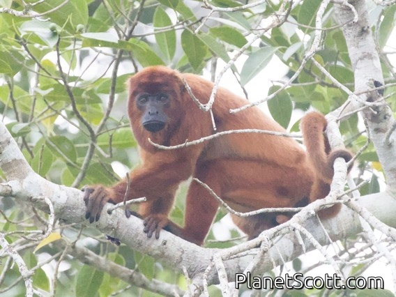 Bolivian Red Howler Monkey (Alouatta sara)