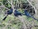 Greater Ani (Crotophaga major)