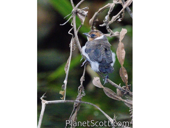 Red-capped Cardinal (Paroaria gularis) - Juvenile