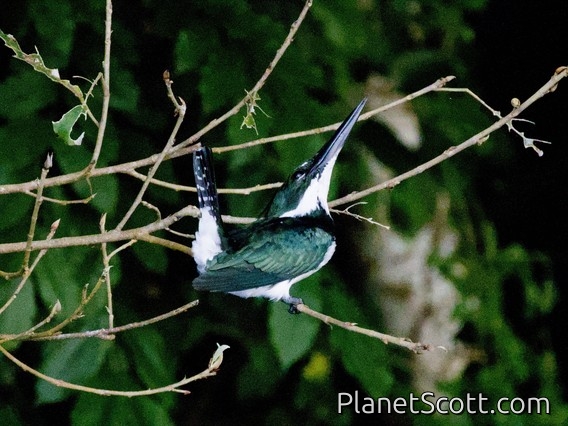 Amazon Kingfisher (Chloroceryle amazona)