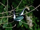 Amazon Kingfisher (Chloroceryle amazona)