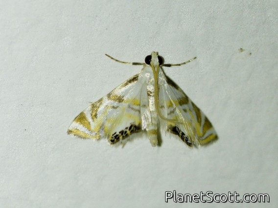 Crambid Snout Moth (Argyractis sp)