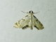 Crambid Snout Moth (Argyractis sp)