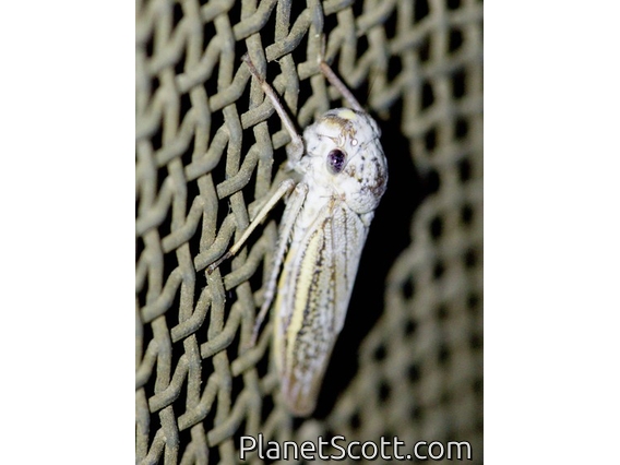 Leafhopper (Tretogonia notatifrons)