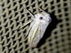 Leafhopper (Tretogonia notatifrons)