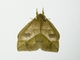 Lappet Moth (Lasiocampidae sp)