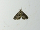 Geometer Moth (Geometridae sp)