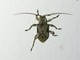Longhorn Beetle (Cerambycidae sp)