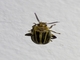 Marsh Beetle (Scirtidae sp)