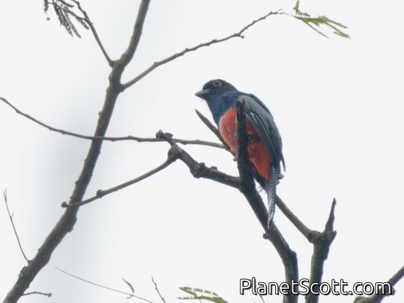 Blue-crowned Trogon (Trogon curucui)