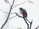 Blue-crowned Trogon (Trogon curucui)