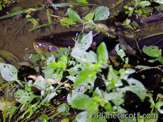 Beni Anaconda (Eunectes beniensis)