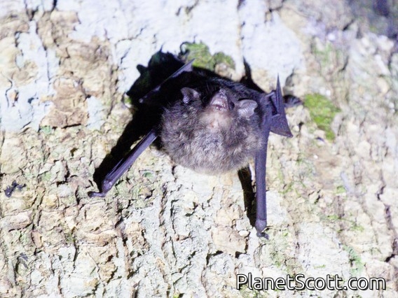 Sheath-tailed Bat (Emballonuridae sp)