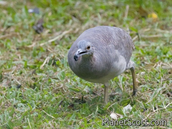 Undulated Tinamou (Crypturellus undulatus)