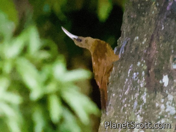 Great Rufous Woodcreeper (Xiphocolaptes major)