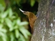 Great Rufous Woodcreeper (Xiphocolaptes major)