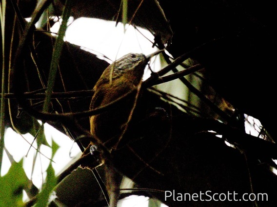 Fawn-breasted Wren (Thryothorus guarayanus)