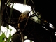 Fawn-breasted Wren (Cantorchilus guarayanus)