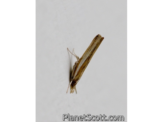Pyralid Snout Moth (Pyralidae sp)