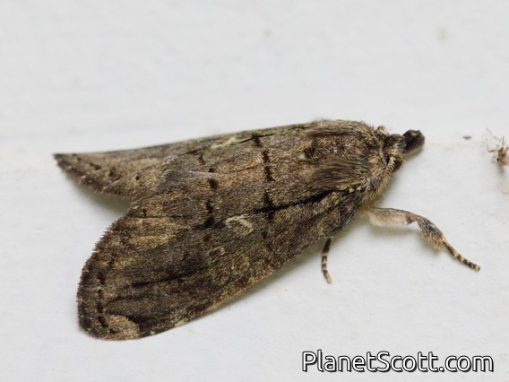 Prominent Moth (Lusura sp)