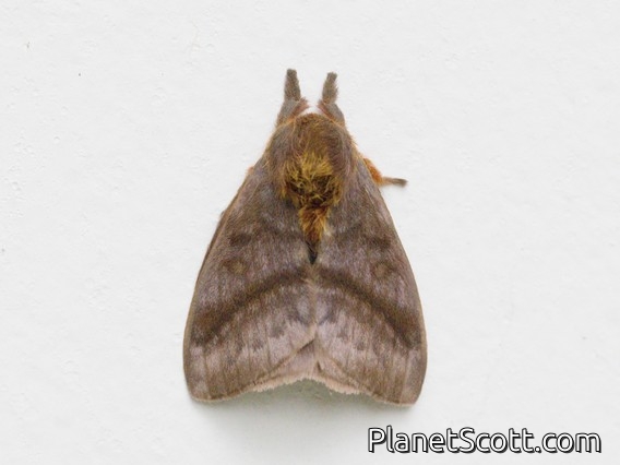 Lappet Moth (Lasiocampidae sp)