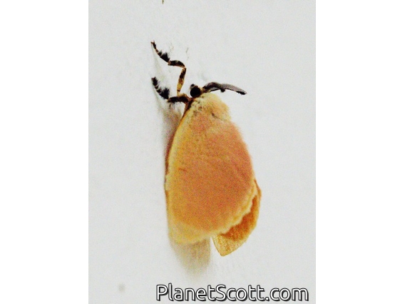 Jewel Caterpillar Moth (Dalcera abrasa)
