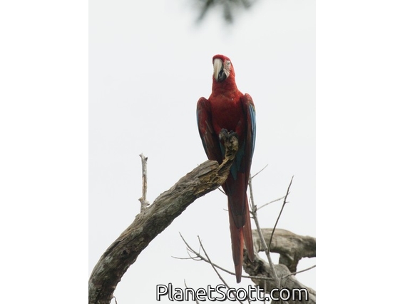 Red-and-green Macaw (Ara chloropterus)