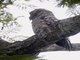 Great Potoo (Nyctibius grandis)
