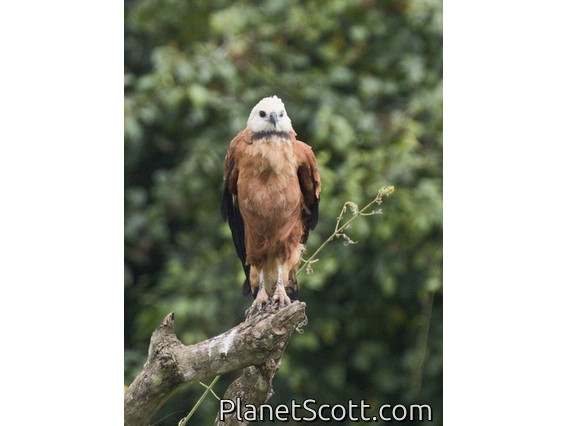 Black-collared Hawk (Busarellus nigricollis)