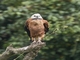 Black-collared Hawk (Busarellus nigricollis)