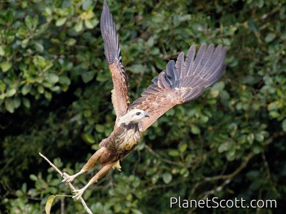 Black-collared Hawk (Busarellus nigricollis)