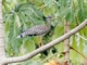 Sunbittern (Eurypyga helias)