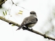 River Tyrannulet (Serpophaga hypoleuca)