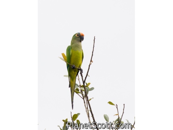 Peach-fronted Parakeet (Eupsittula aurea)