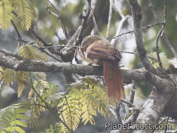 Dull-capped Attila (Attila bolivianus)