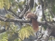 Dull-capped Attila (Attila bolivianus)